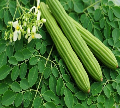 Moringa3.jpg