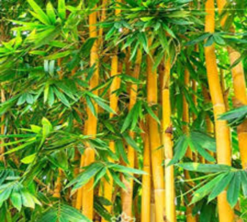 Bamboo2.jpg