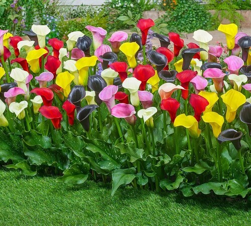 calla lily2 mixed.jpg