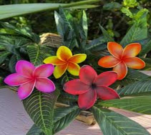 Plumeria2 MIXED.jpg