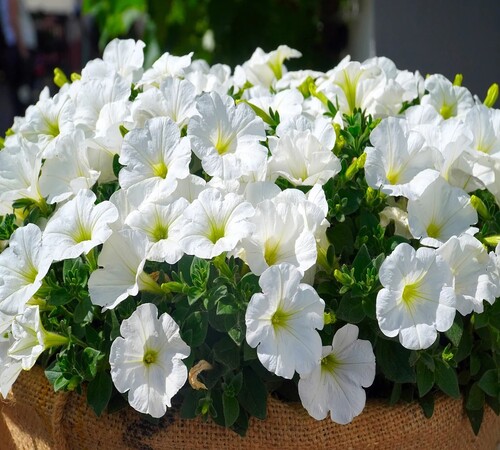 Petunia3 white.jpg