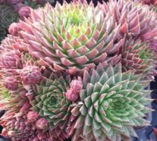 sempervivum23.jpg