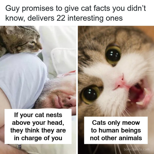 interesting cat facts tiktok.jpg