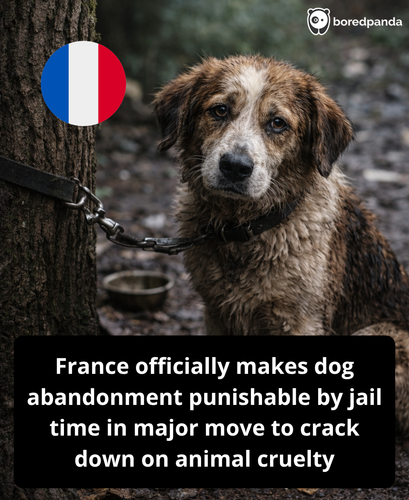 327. Dog abandonment punishable by jail in France.png