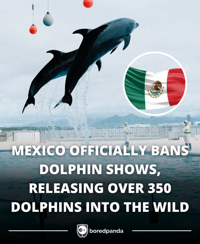 342. Mexico releases 350 dolphins into the wild after banning their shows.png