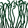 vines.png