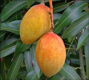 perennial no yes gulab khaas man.jpg