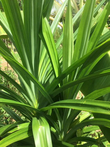 Fresh Dried Pandan Natural 100% Pandanus Amaryllifolius Leaves Home Grown Etsy Australia.jpg
