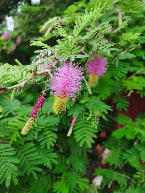 no perennial yes shami plant i1.jpg