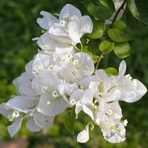 BougainvilleaWhiteMultiPetal PaperFlower FloweringLivePlant seed2plant1.jpg