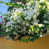 hangingbougainvilleawhite paperflower floweringliveplant seed2plant1 500x500.jpg