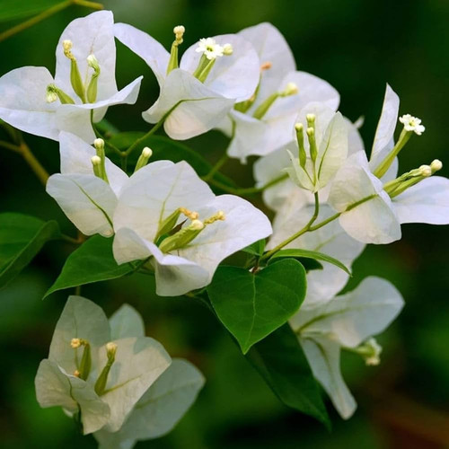 61iQy26SlGL. AC UF1000,1000 QL80 .jpg