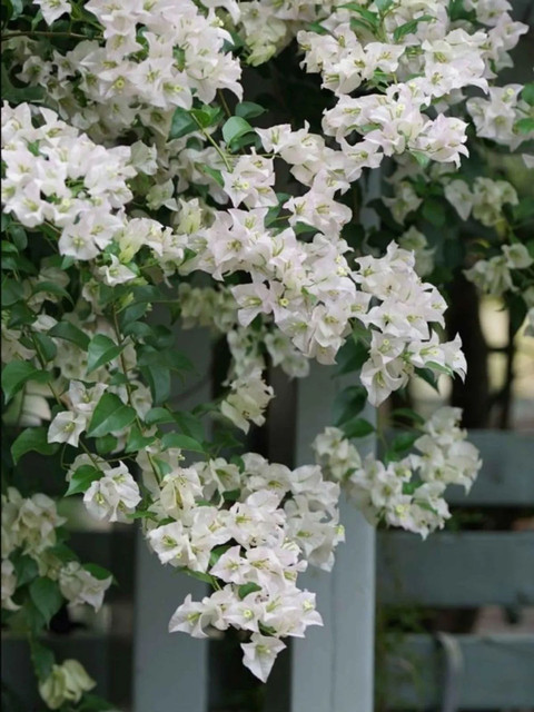 perennial no yes bougainvillea plant white color flower live original imahjsd8cz44tw49.jpg