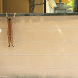 cat.png