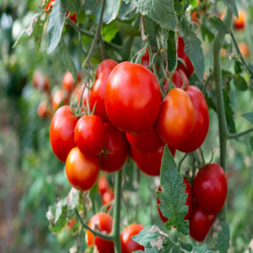 Close up shot of organic tomatoes growing on a stem. Local produce farm. Copy space for text, backgr.jpg