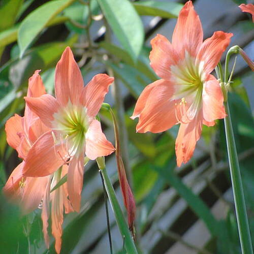 a collection of amaryllis flowers that grow in certain seasons. this image was taken from central ja.jpg