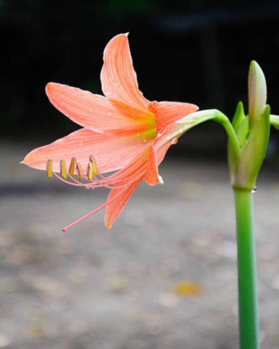 Coral star lily (Hippeastrum sp., Family: Amaryllidaceae).jpg