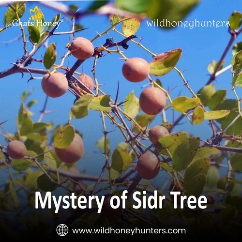 2.Mystery of Sidr Tree.jpg