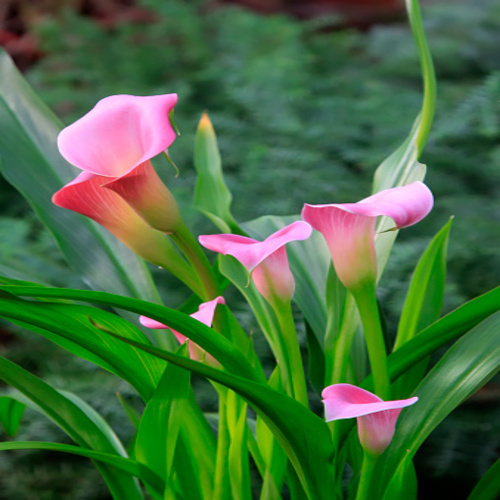 Color calla lily flowers, closeup of photo.jpg