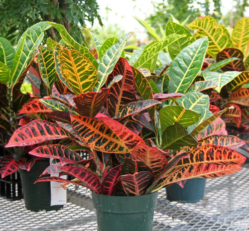 croton sale.jpg
