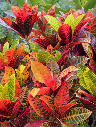 croton colorful.jpg
