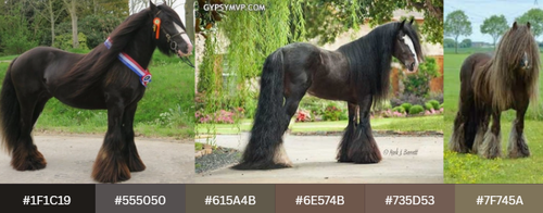 Smoky Black Irish Cob w palette.png