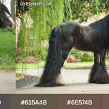 Smoky Black Irish Cob w palette