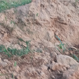 1000096285