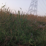 1000096260