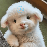 1776057930678.gif