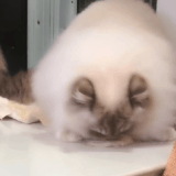 IMG 3439.gif