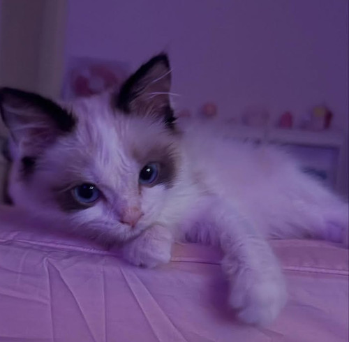 Screenshot 20260413 024930.jpg