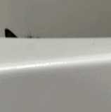  pegglebabybeingacreep ezgif.com video to gif converter.gif