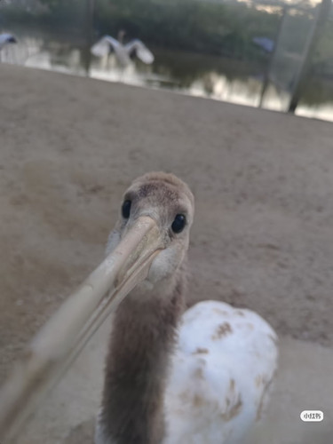 Camera XHS 1776054685328 edit 266624410122663.jpg