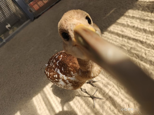 Camera XHS 1776054719540 edit 266639363623179.jpg