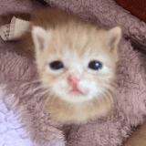 afbbdee06be7.gif