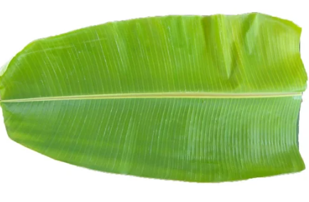 Banana Leaf (വാഴയില) 5Pc Buddle