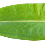 Banana Leaf.png
