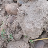 1000096343