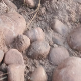1000096335