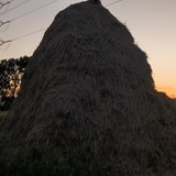 1000096336