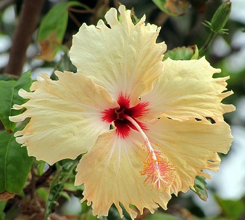 hibiscus2.jpg