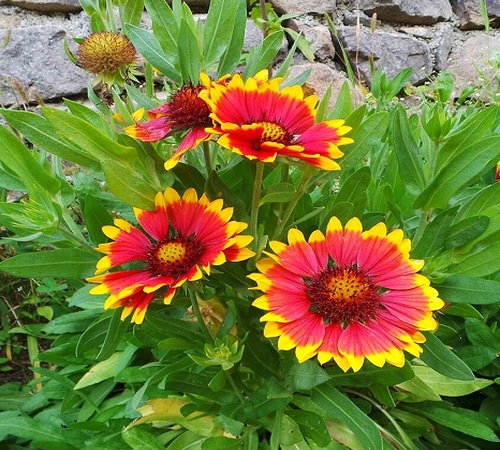 gaillardia2.jpg