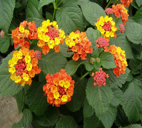 lantana2.jpg