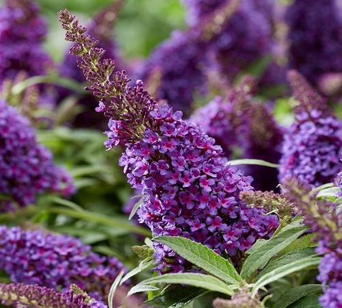 buddleia 3.jpg