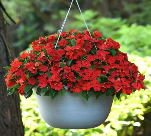 red impatiens 2.jpg