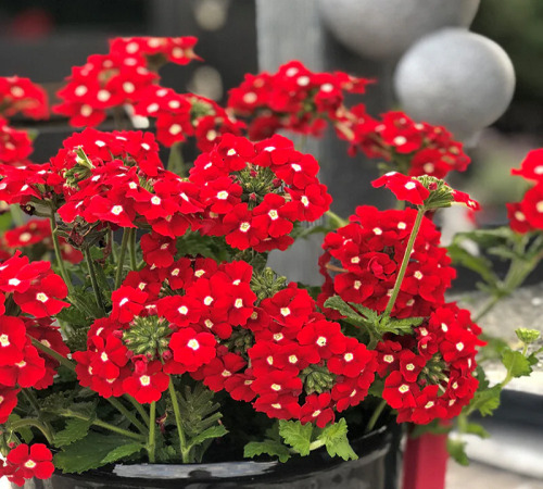 red verbena3.jpg