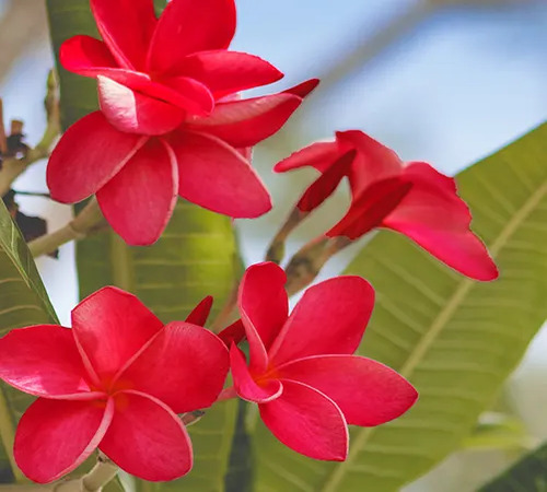 plumeria3.jpg