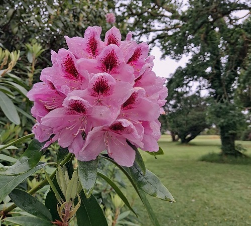 rhododendron 2.jpg