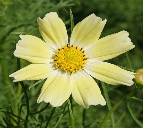 yellow cosmos2.jpg
